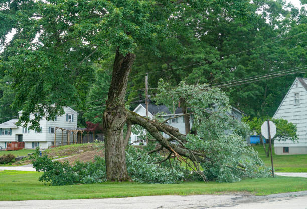 How Our Tree Care Process Works  in  Greenfield, IA